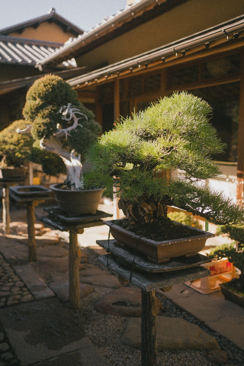 A tranquil Japanese garden showcasing beautiful bonsai trees in sunlight.